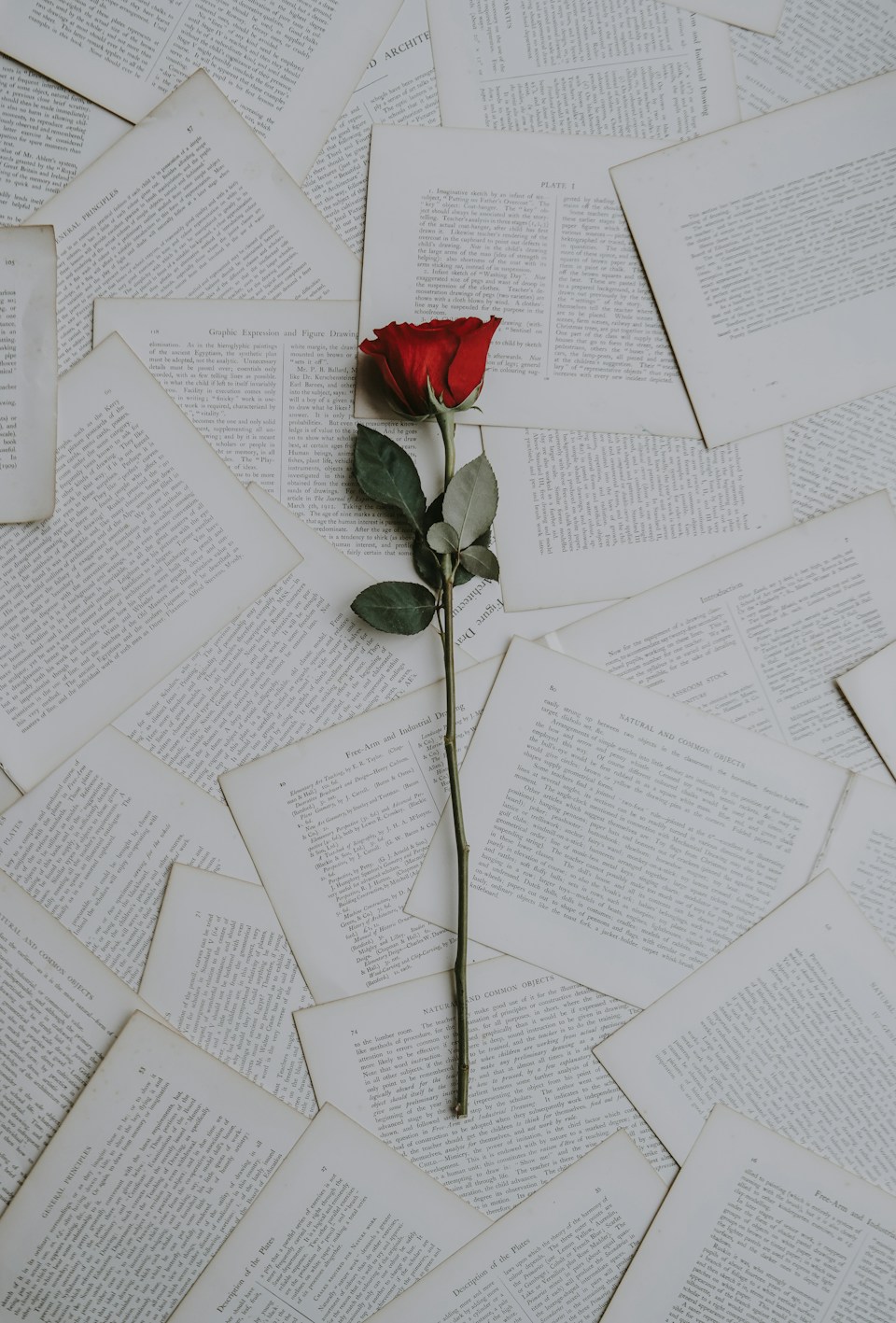 A red rose resting on open book pages